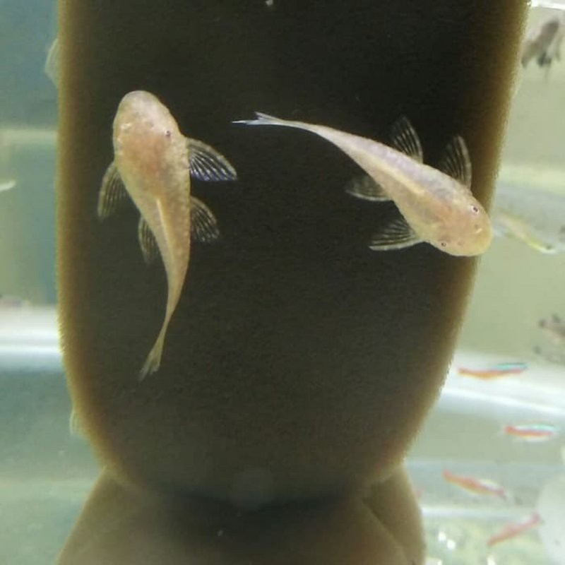 Ikan Hias Aquascape " Sapu Sapu Albino " Size XL