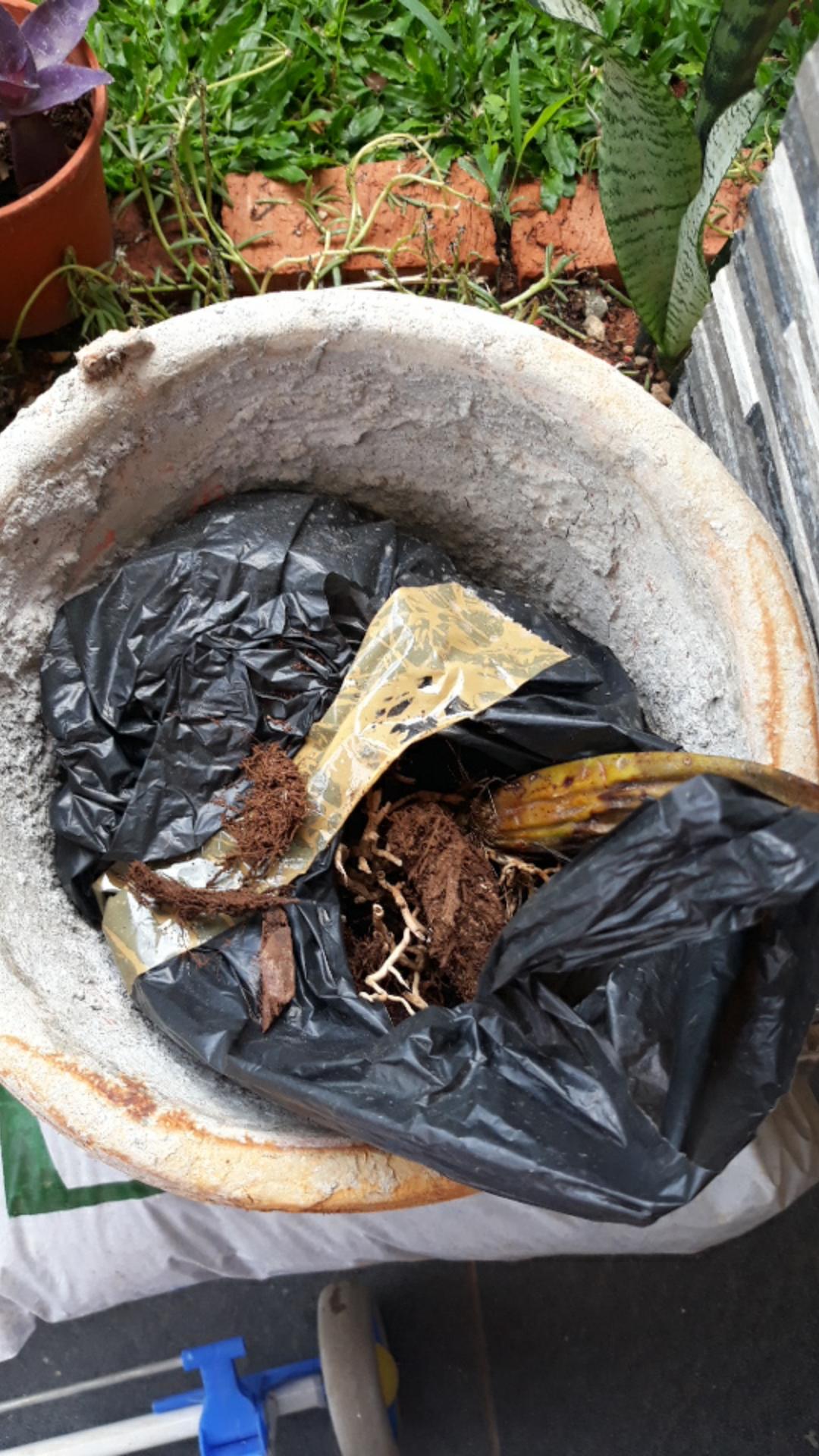 Akar Kadaka Murah Jual Akar Kadaka (media Tanam Anggrek) 1 Kg Jual Produk Akar Kadaka Murah Dan Terl