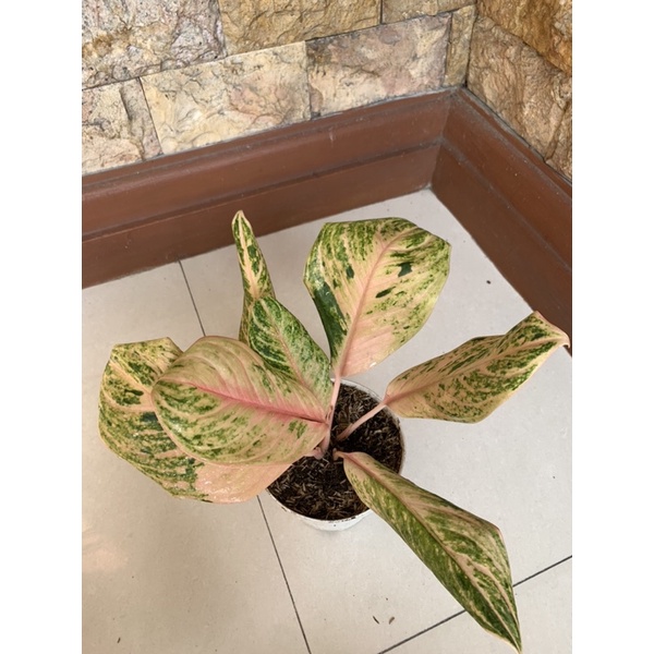 aglonema obama dewasa