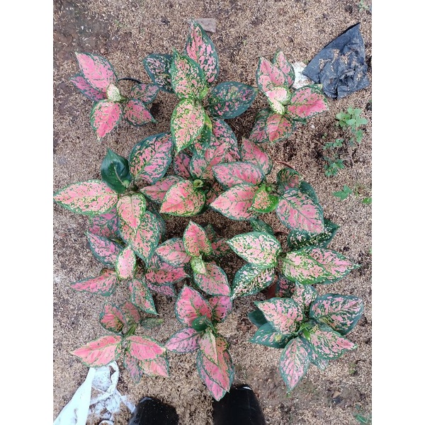 bunga aglonema dut anjemani paket 12 btg