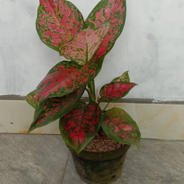 Dut Anjamani