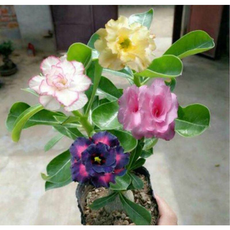 ADENIUM BUNGA TUMPUK 4 WARNA TERMURAH TANAMAN HIDUP
