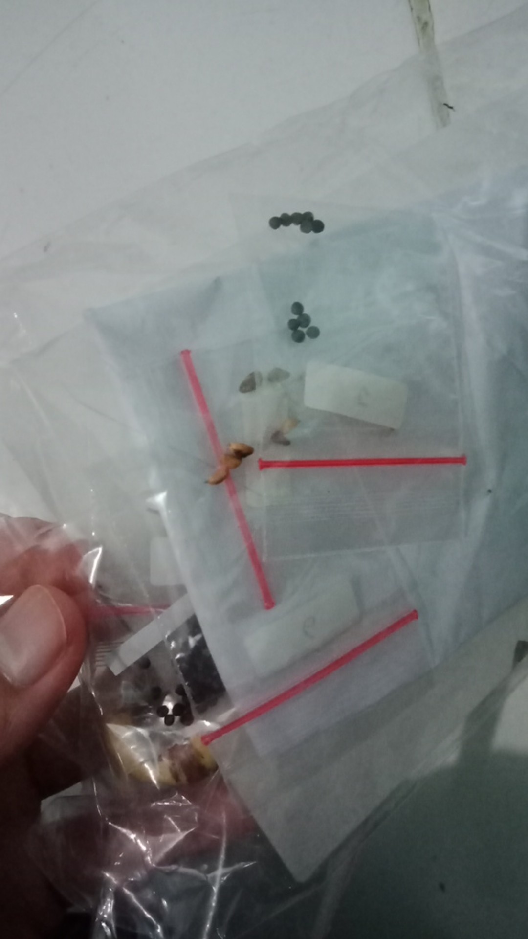 1 Biji Mawar Api | Sultanfarmer1204