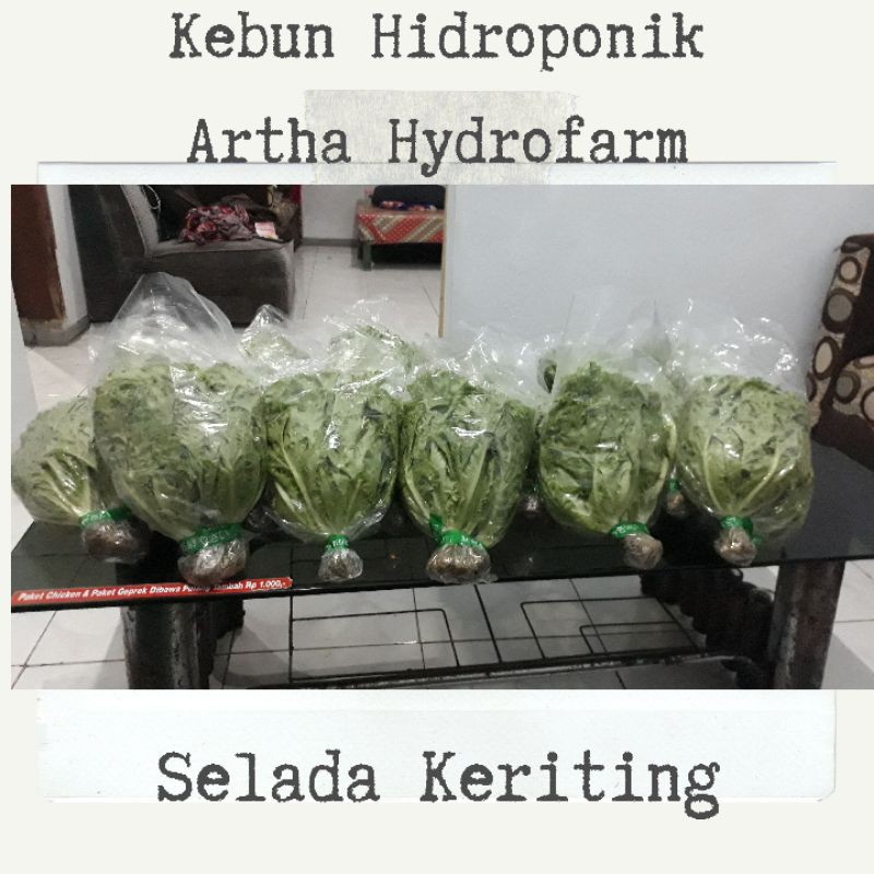 

Selada Keriting Hidroponik (1000 gram)