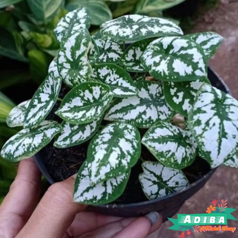 Tanaman Hias Keladi Mutiara / Caladium Mutiara Mini / Keladi Mutiara