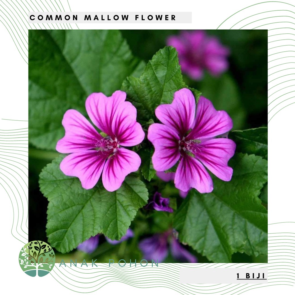 Benih Bibit Biji - Bunga Common Mallow (Malva sylvestris) Flower Seeds - IMPORT