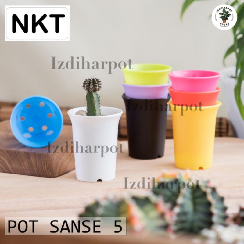 pot bunga tanaman mini nkt sanse 05 warna warni 5cm - NKT MINI SANSE 5