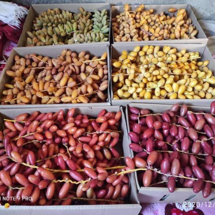 

Kurma Muda 1Kg Promil Arkanamarketht