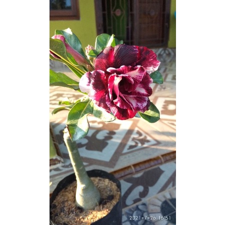 Adenium tumpuk
