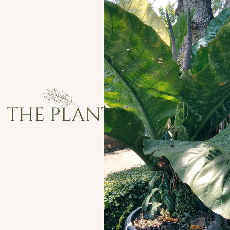 Anthurium Garuda Jumbo