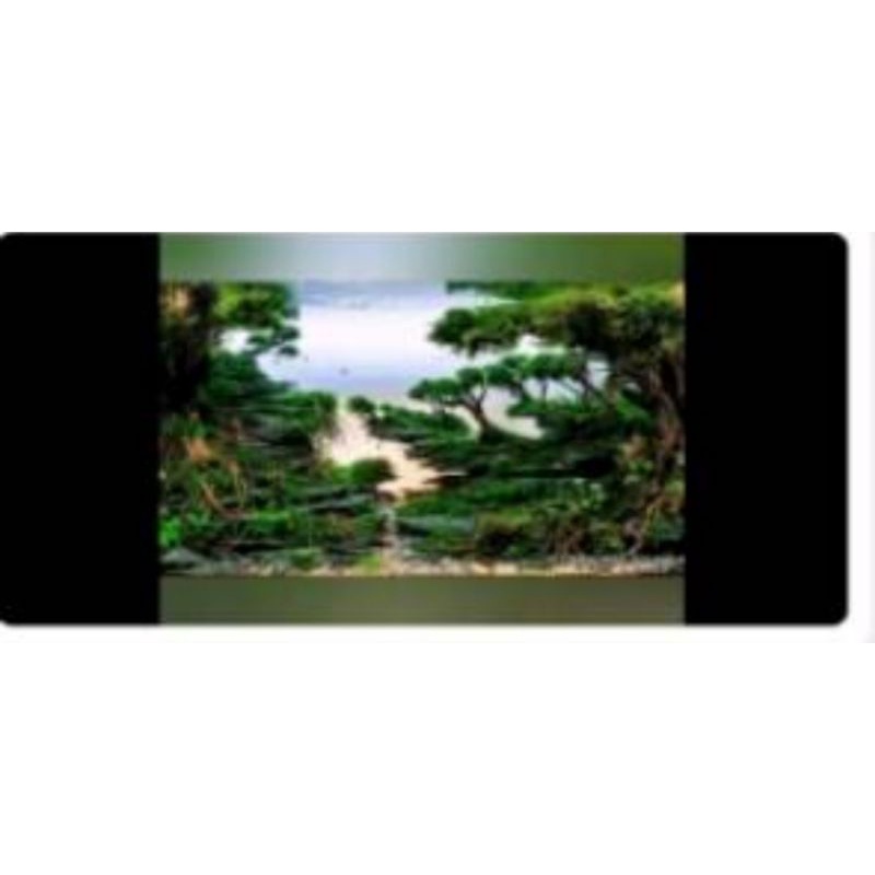 hardscape jungle untuk tank 60 cm siap pakai free planting mos bergaransi selamat sampai tujuan