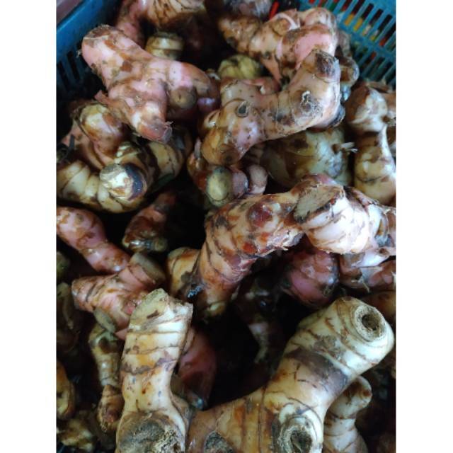 

Lengkuas segar satu sihung