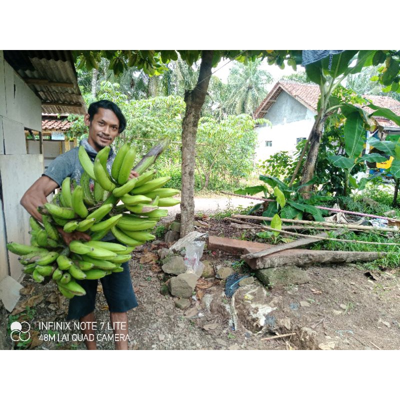 bibit pisang kapas / gabu / raja lawe / usuk /panjang