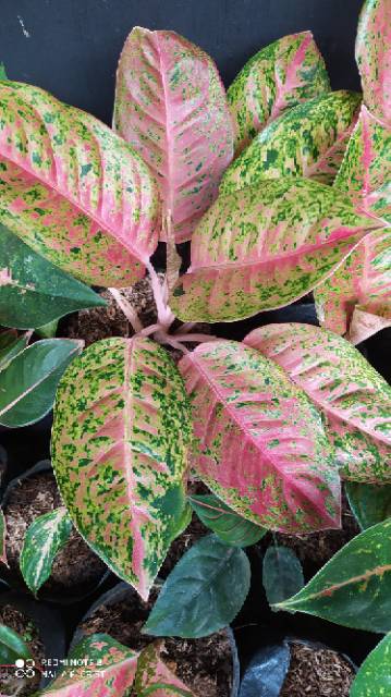 aglonema bigroy jumbo