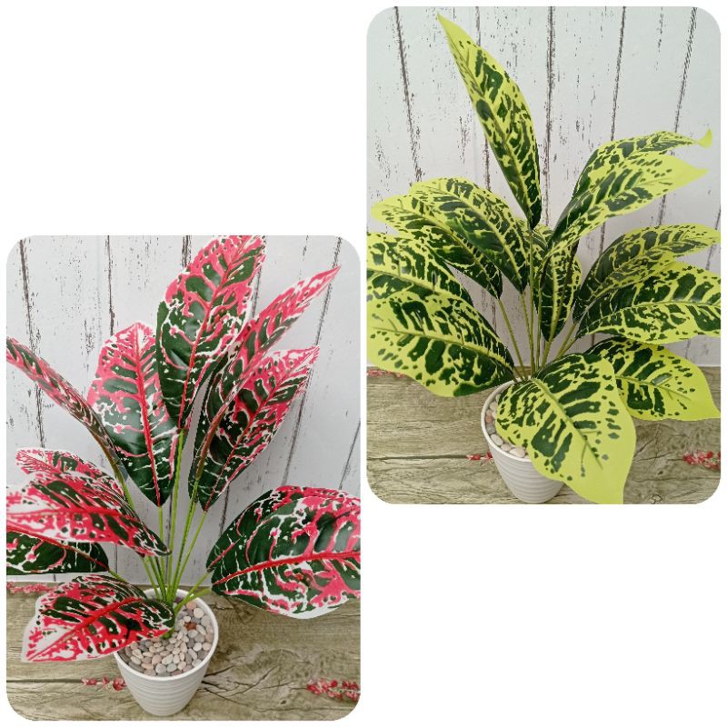 (50cm) Tanaman hias keladi aglonema daun 12 pot 12 cm tinggi +/-50 cm