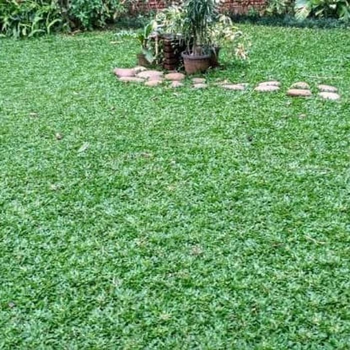 Tanaman Rumput Gajah Mini