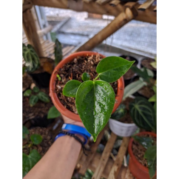 Anthurium veitchii ori