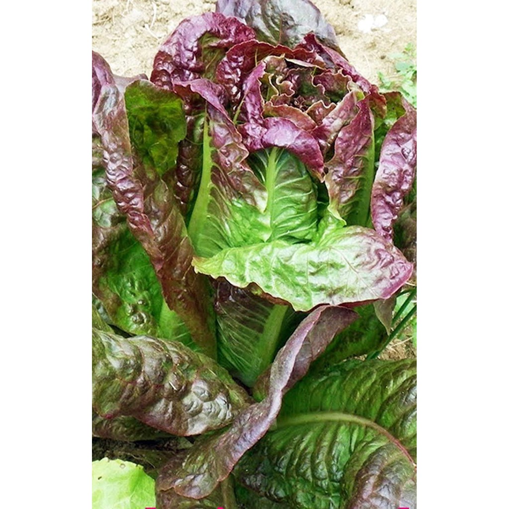 100 Benih Bibit Selada Romaine Merah Sayuran Lettuce Red Romaine Sayur Kaya Gizi Known You Seed