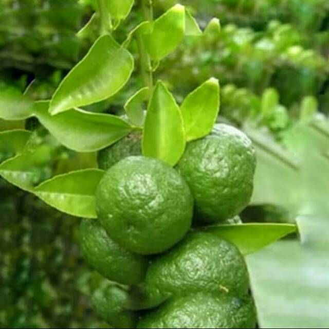 

jeruk limau / jeruk nipis 500grm