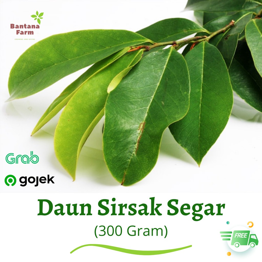 

Daun Sirsak Segar 300 Gram Organik 100% Alami Obat Herbal