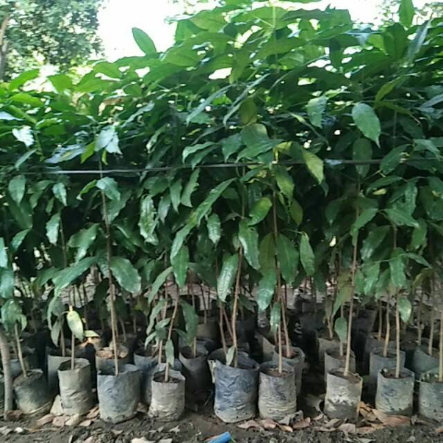 Bibit Tanaman Melinjo Melinjo Super