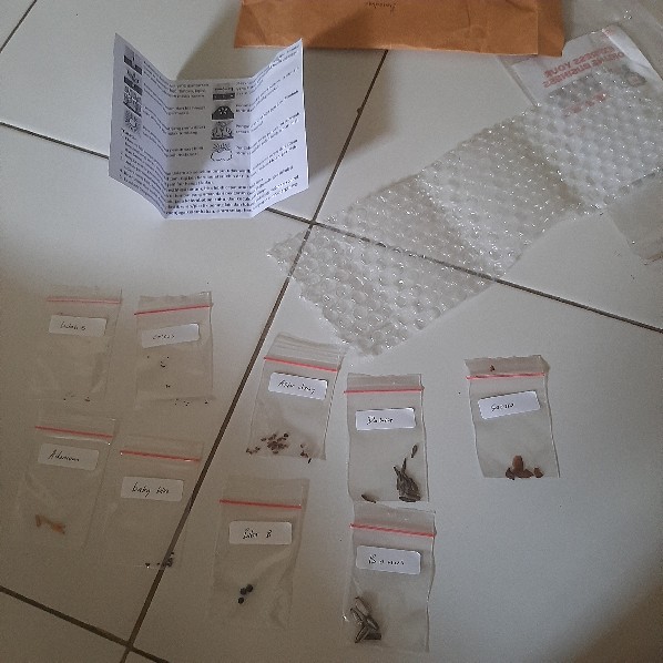 Benih/biji/bibit Bunga Sakura Mini