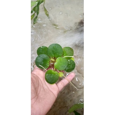 ferogbit tanaman air apung