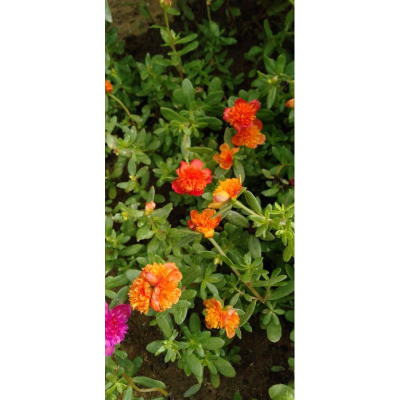 

krokot Duna jambul orange