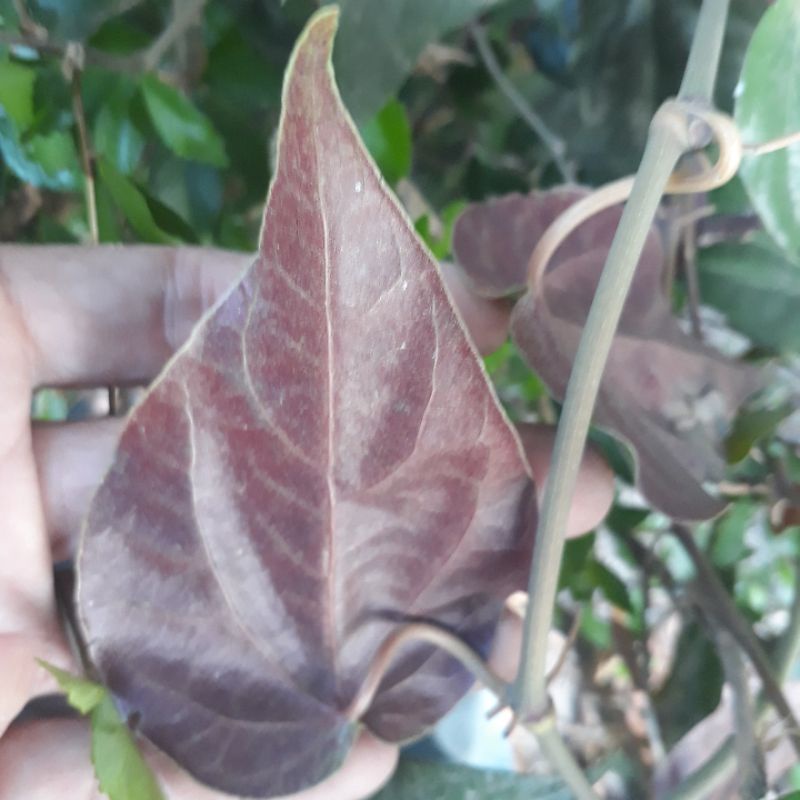 

daun sirih merah segar