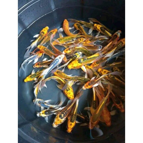 Ikan hias koi metalik slayer13-15cm