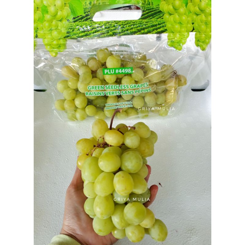 

Anggur hijau super manis tanpa biji / Anggur green seedless manis tanpa biji
