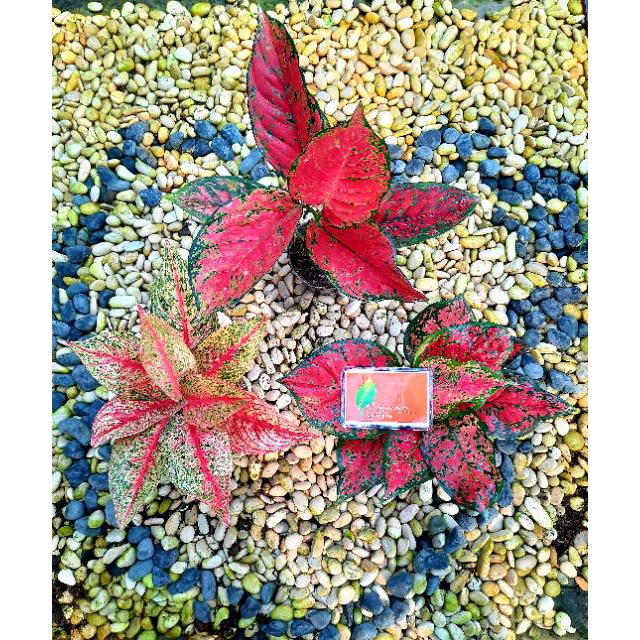 [✅COD] PAKET AGLONEMA - 3 POHON / BUNGA AGLONEMA / TANAMAN HIAS AGLONEMA PAKET TERMURAH