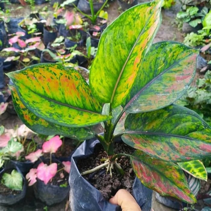 tanaman hias aglonema hengheng - aglonema heng heng - hengheng