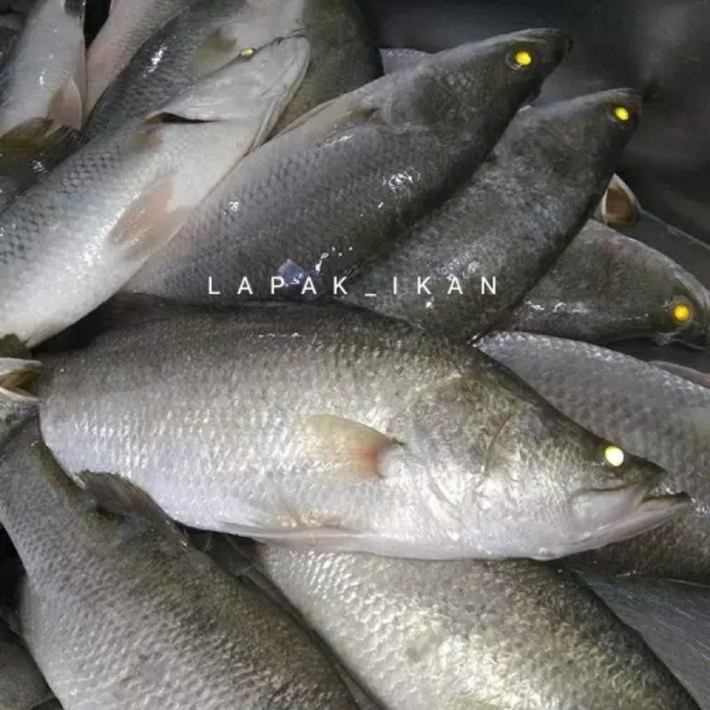 

Ikan Kakap Putih Segar Freah Bergaransi