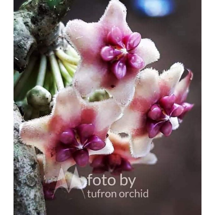 anggrek spesies Hoya diversifolia dewasa rawatan