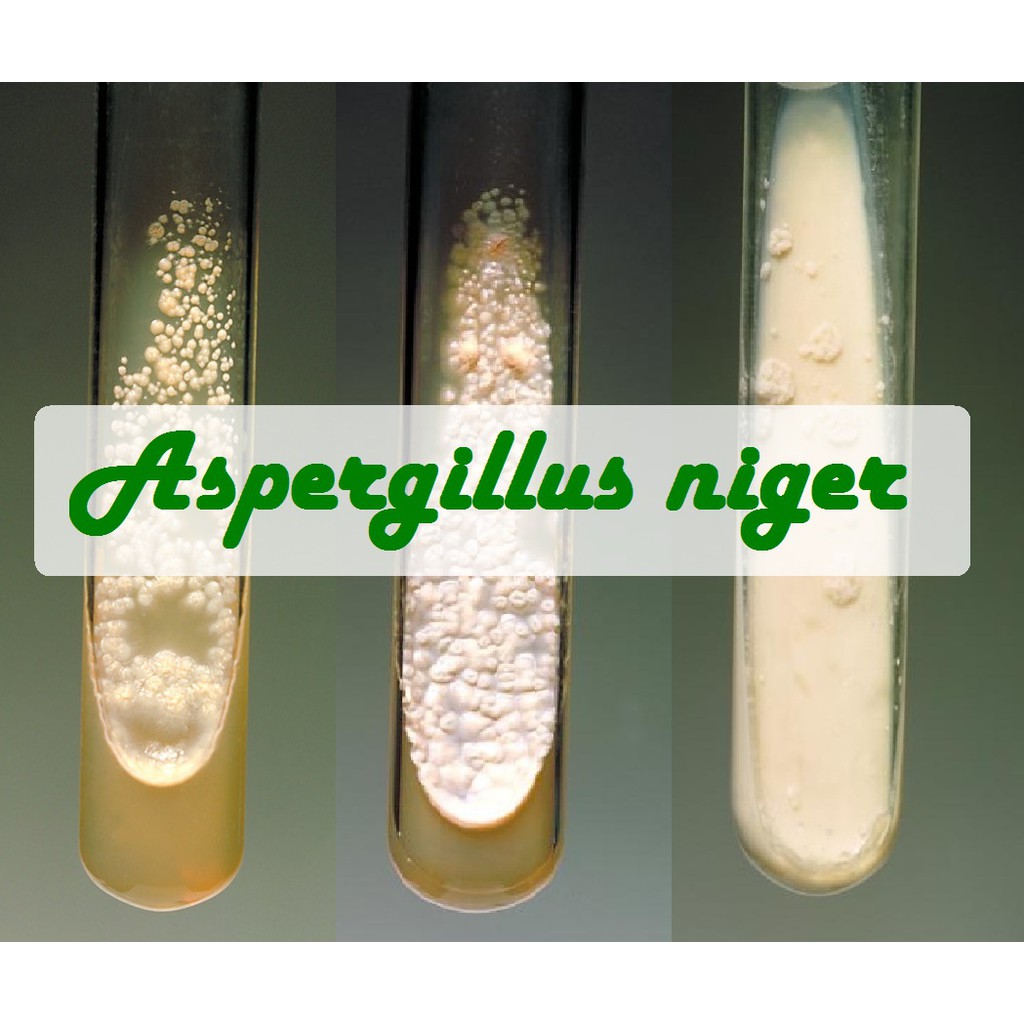Biakan Aspergillus niger Murni Isolat Aspergillus Niger