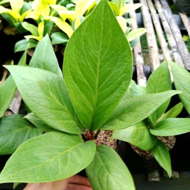 Tanaman Anthurium Jemani Cobra