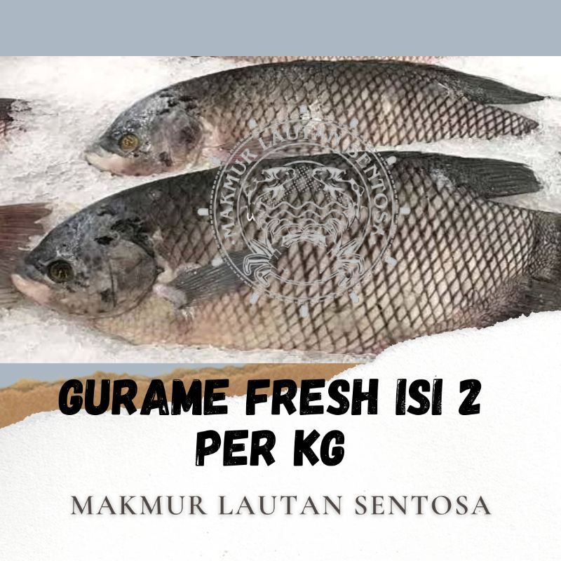 

IKAN GURAME FRESH 1KG ISI 2 EKOR (500GRAM/EKOR)