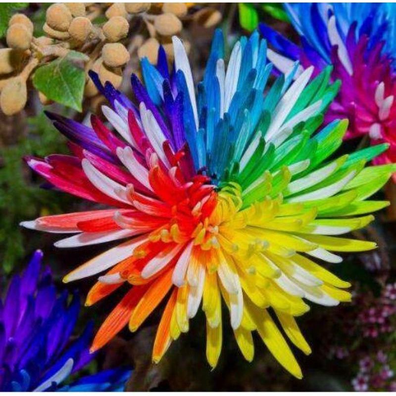 5 Biji Benih Bibit Bunga Langka Petunia Colorful Termurah Mudah Hidup Warna Menarik Mudah Hidup