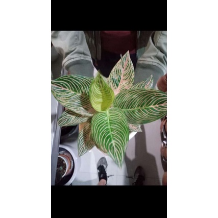 big sale promo 2 paket baby aglonema golden hope & Minion