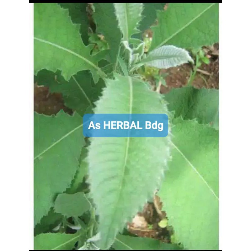 

Jual daun sembung segar 800 gram-az