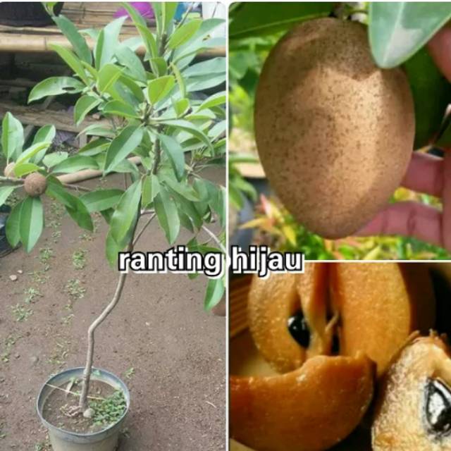 BIBIT SAWO MADU/SAWO MANILA CANGKOK SUDAH BERBUAH