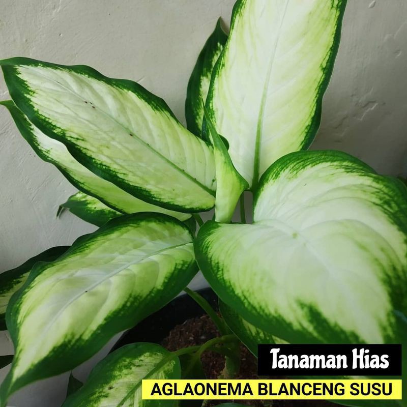 aglonema blanceng susu // aglonema putih