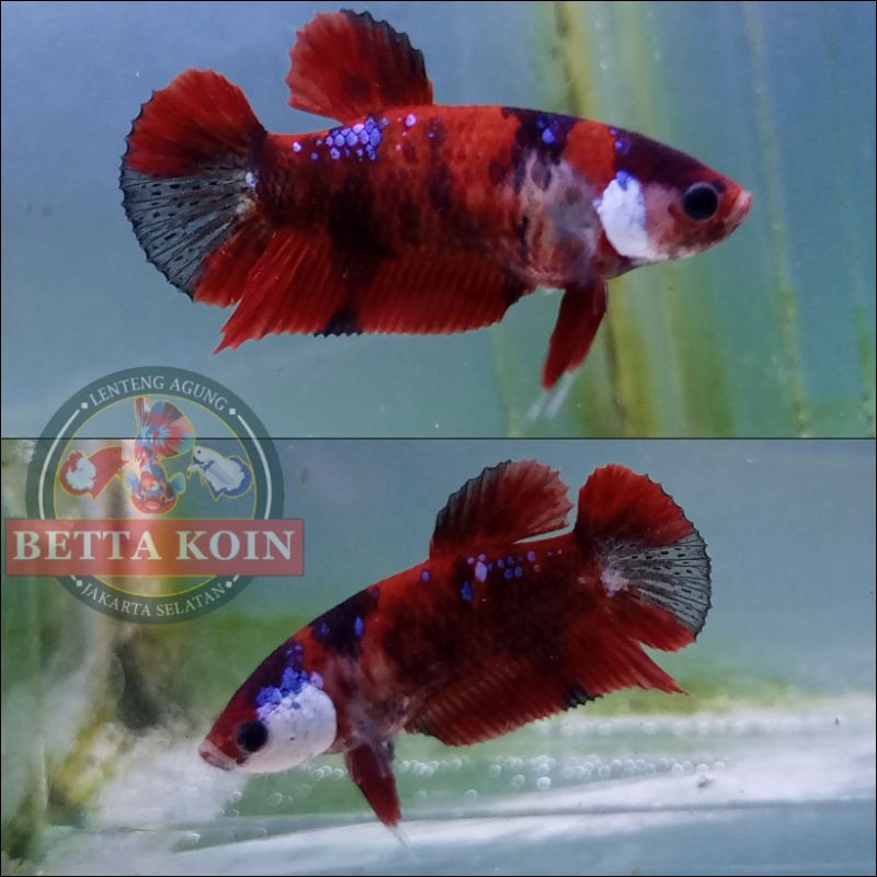 ikan cupang Red Koi Galaxy masking Female 4,5bln