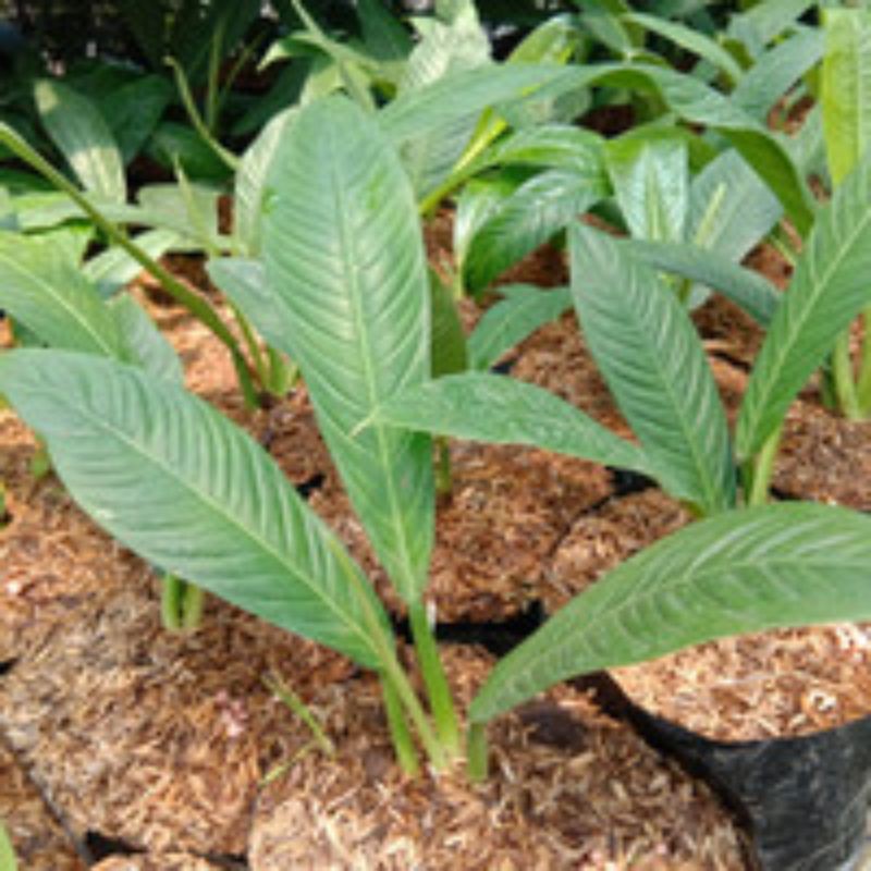 Tanaman Hias Philo Linet - Tanaman Hias Philodendron Lynette