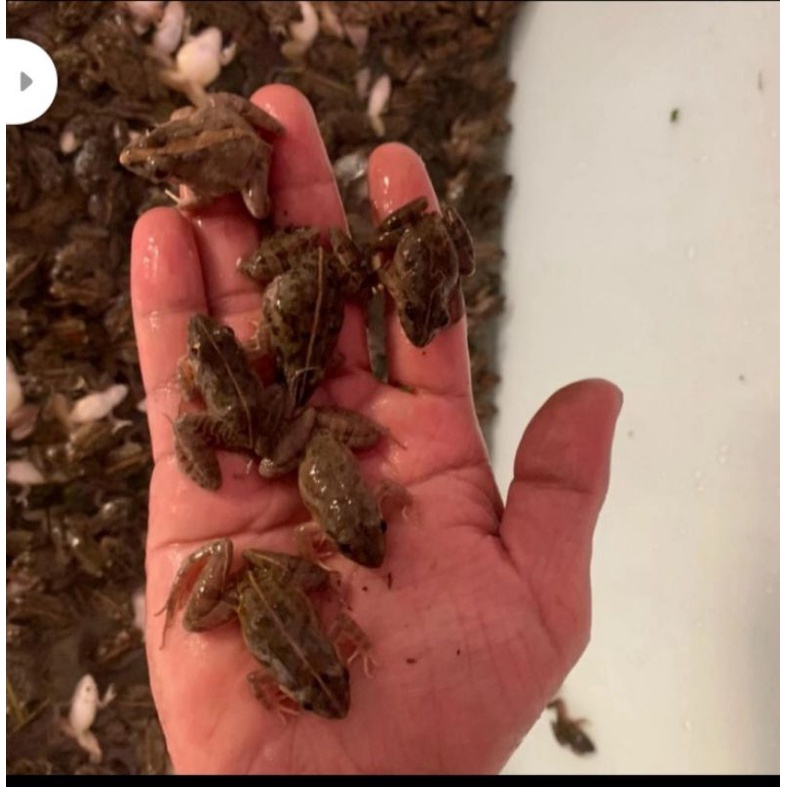 kodok air pakan arwana