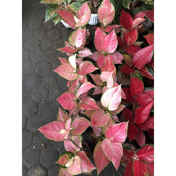 Aglaonema pink catrina