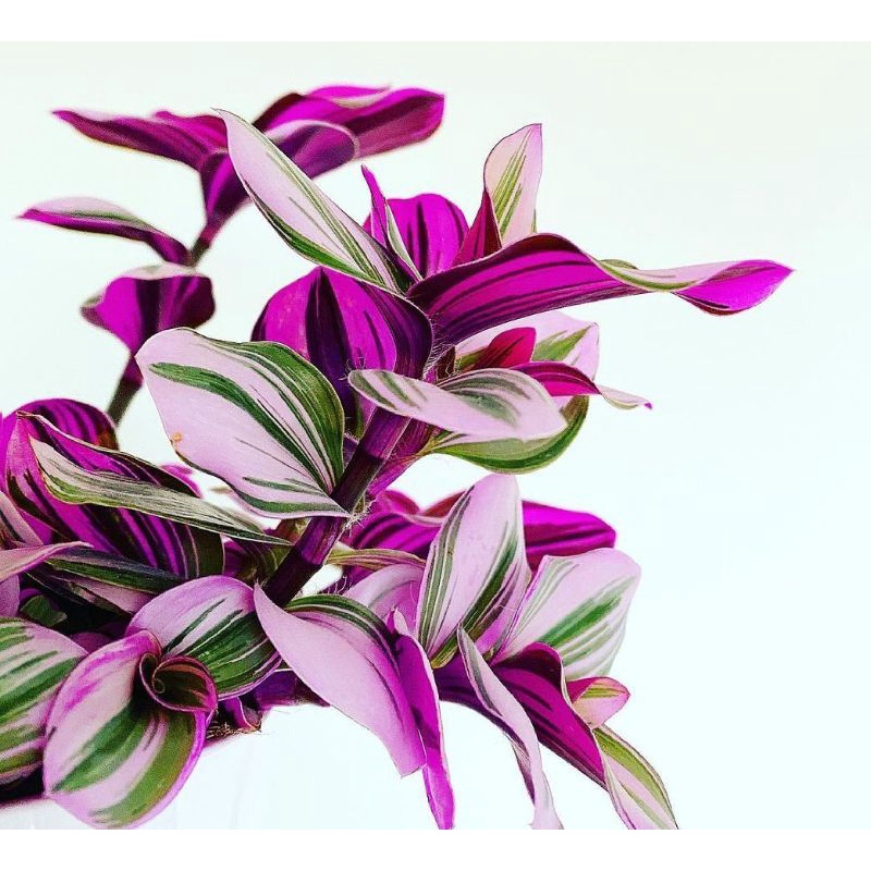 Promo TanamanHias Tradescantia/Tradescantia Nanouk
