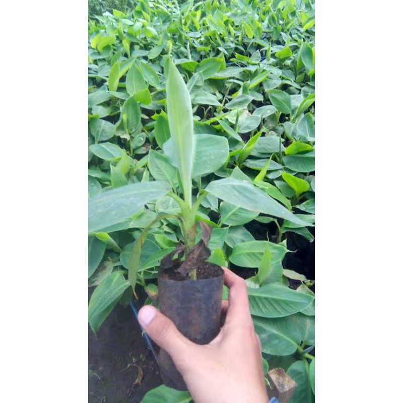 

BIBIT BUAH PISANG AMBON MINI /CAVENDISH MINI (SIAP BERBUAH)