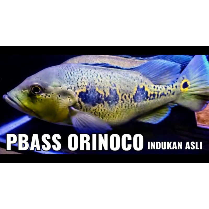 IKAN PEACOCK BASS PBASS ORINOCO TANKMATE ARWANA PREDATOR